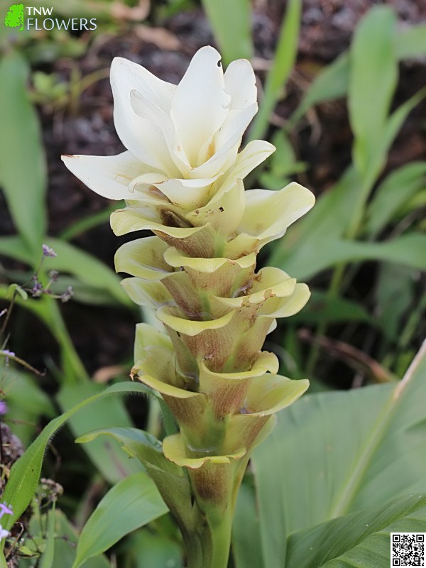 Indian Arrowroot